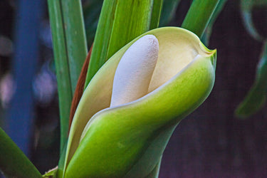 15 Lacy TREE PHILODENDRON Split Leaf Cut-leaf Selloum House Plant Seeds